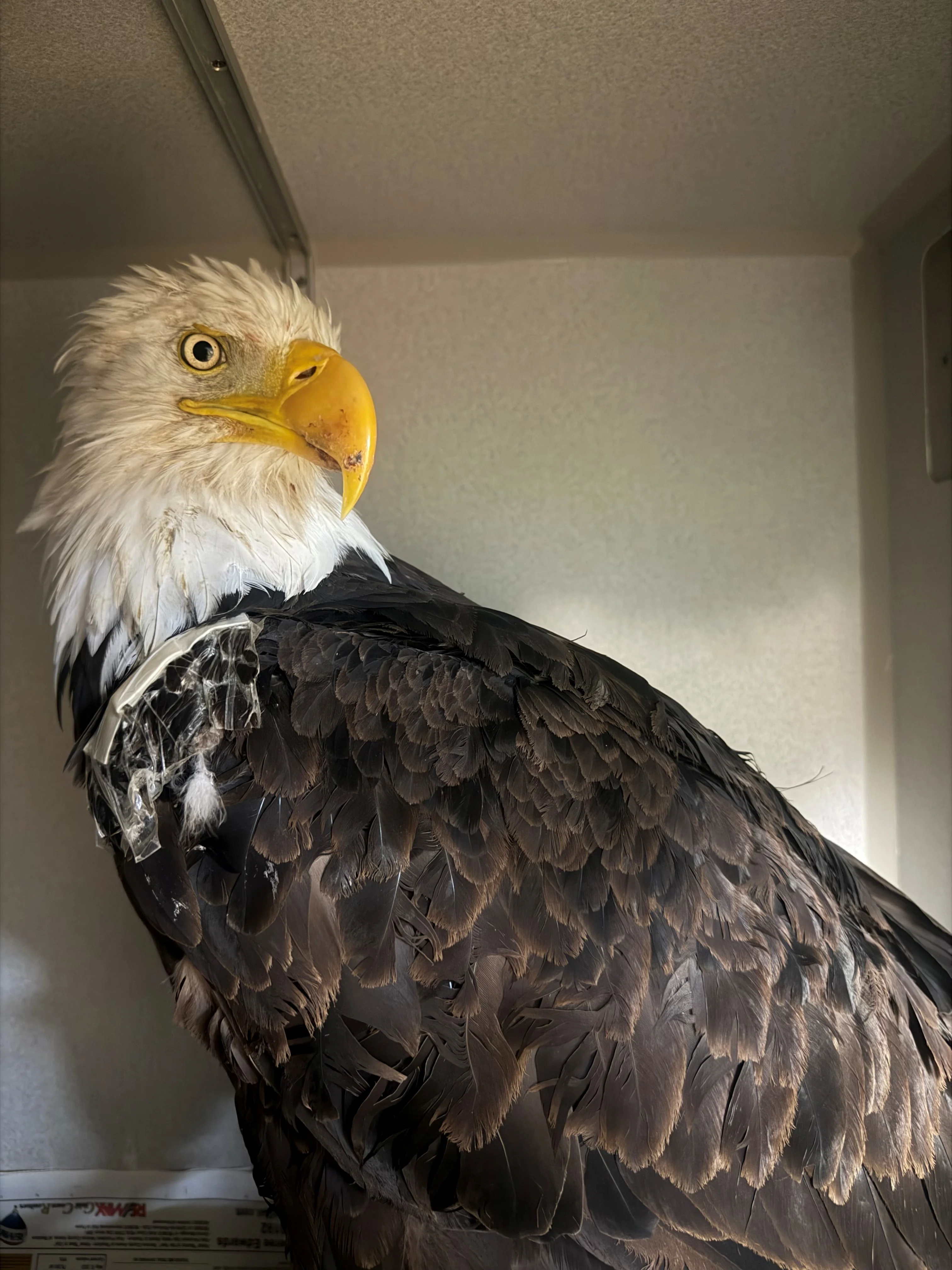 Jackie the Bald Eagle Cause of Passing